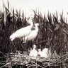 pioniers-van-de-natuurfotografie